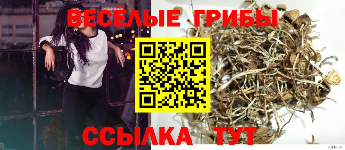 Псилоцибиновые грибы мицелий Кимры